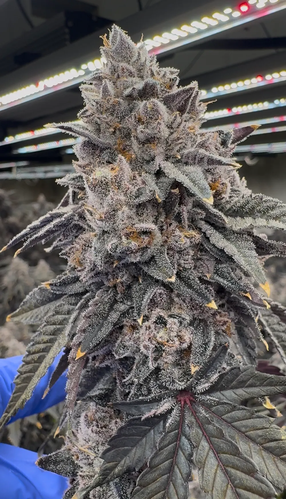 La rosa 2 ( sherb cream pie x cuban runtz )