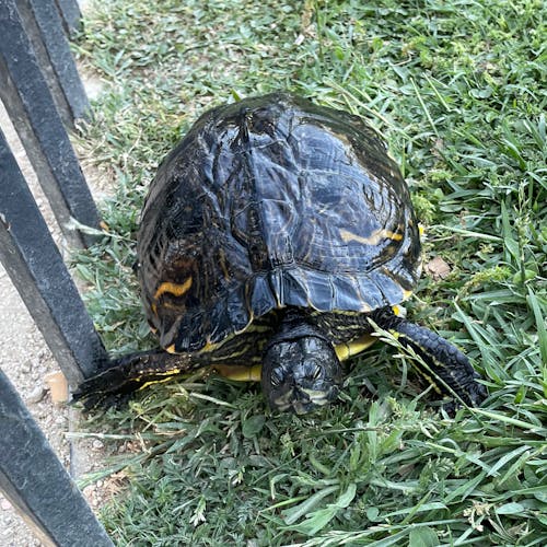 Terrific terrapin